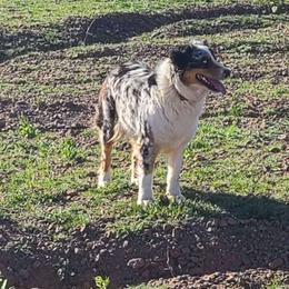 Lucky - Australian Shepherd