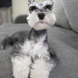 Ivy - Miniature Schnauzer
