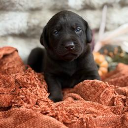 Chai - Chocolate female Labrador Retriever puppy in Sweet Home, Oregon from Knotty Creek Labradors