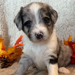 Girl 2 - Blue merle female Aussiedoodle puppy in Yucaipa, California from Amazing Aussiedoodle and Double Doodles
