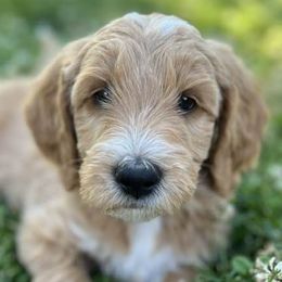 Goldendoodles from Mini Acres Farm