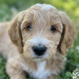 Goldendoodles from Mini Acres Farm
