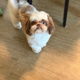 Buddy - Shih Tzu