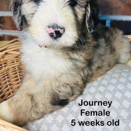 Journey - Merle Bernedoodle puppy in Branson West, Missouri from Ozark Acres LLC