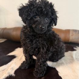 Comet - Black female Poodle puppy in Kidder, South Dakota from Continental Cavaliers