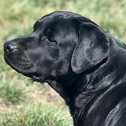 Poppee - Labrador Retriever