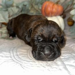 Red Female - Chestnut brindle female Cane Corso puppy in Princeton, Indiana from C&M Cane Corso