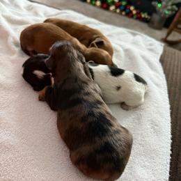 Girl 1 Dark Dapple - Dapple female Dachshund puppy in Swanton, Ohio from Mighty But Mini Dachshunds