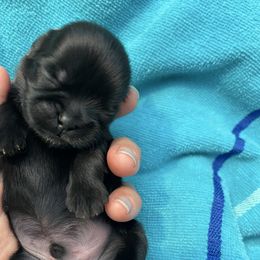 Tucker boy 2 - Black male Shih Tzu puppy in Hematite, Missouri from Free Range Shih Tzus