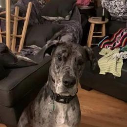 Great Dane All Grown Up from Bauman Great Danes