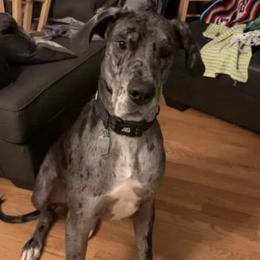 Great Dane All Grown Up from Bauman Great Danes