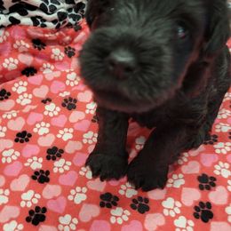 Miniature Schnauzer Puppies from Southpaw Schnauzers