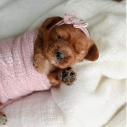 Cavalier King Charles Spaniel Puppies from Sweet Southern Cavaliers