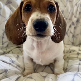 Dachshund Puppies from Welden’s Miniature Dachshunds