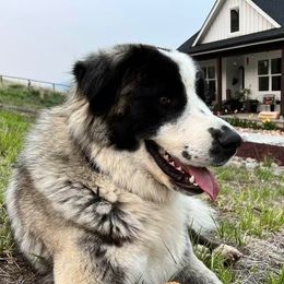 Hagrid - Anatolian Shepherd Dog
