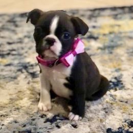 Boston Terrier Puppies from Normandy Boston Terriers