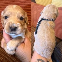 Black collar - Golden male English Cocker Spaniel puppy in Millen, Georgia from Pine Hill Kennels