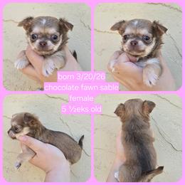 Sable f - Black sabled fawn female Chihuahua puppy in Vineland, New Jersey from Royal Companion's