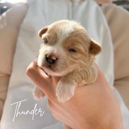 Thunder - Apricot male Maltipoo puppy in Vancouver, Washington from Pnwfamilydoodles