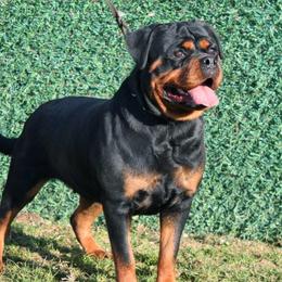 AVA - Rottweiler