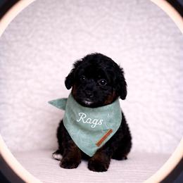 Boy 3 - male Bernedoodle puppy in Travelers Rest, South Carolina from Bernedoodle.do
