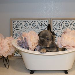 French Bulldog Puppies from Spoiled Frenchies