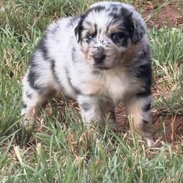 Australian Shepherd Puppies from Cross Arrow K Awesome Aussies