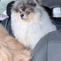 Xero - Blue merle male Pomeranian puppy in Coleman, Oklahoma from Pretty Poms