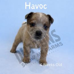 Havoc - Red speckled male Australian Cattle Dog puppy in Oronogo, Missouri from Dutton's Show Me Farms