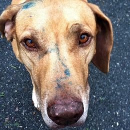 Rhodesian Ridgebacks from Jen Whirlaway Rhodesian Ridgebacks