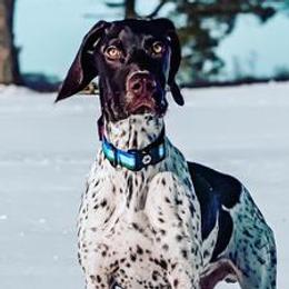 Maverick - German Shorthaired Pointer