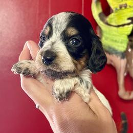 Girl 1 - Black and tan Dachshund puppy in Deming, New Mexico from FoxieDoxies of New Mexico