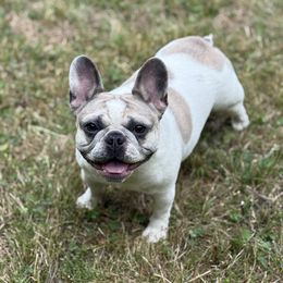 French Bulldog Puppies from Kismet French Bulldogs