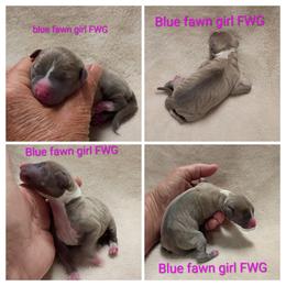 Waffles - Blue fawn female Italian Greyhound puppy in Babson Park, Florida from Quality Italian Greyhounds