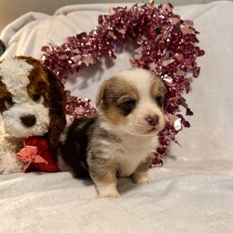 Boy 4 - Blue merle and white male American Corgi puppy in Payson, Illinois from Creek Farm Corgis