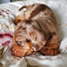 Girl 2 - Chocolate and tan female Dachshund puppy in New Brighton, Minnesota from Doxie Lakes