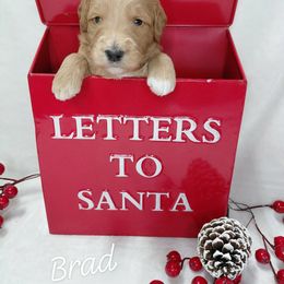Brad - Apricot male Goldendoodle puppy in Eau Claire, Wisconsin from Fisher River Doodle's