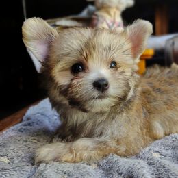 Companion Cross, Havanese, Mal-Shi, Maltese, Maltipoo, Morkie, and Shih Tzu Puppies from Seeking Shalom Acres Maltese, Maltipoos & Havamalts