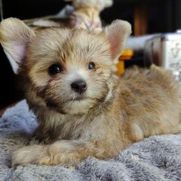 Companion Cross, Havanese, Mal-Shi, Maltese, Maltipoo, Morkie, and Shih Tzu Puppies from Seeking Shalom Acres Maltese, Maltipoos & Havamalts