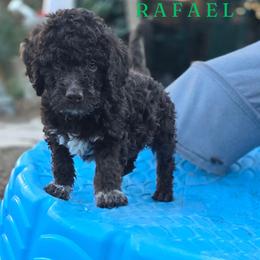 Boy 5 - Brown male Lagotto Romagnolo puppy in Salida, California from Harper's Lagotti