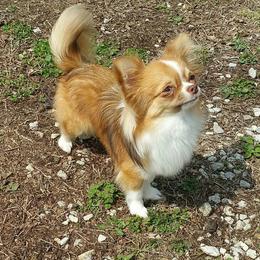Snickers - Chihuahua