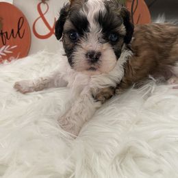 Shih Tzu Puppies from Riley Family Kennel