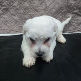Bruce - White male Bichon Frise puppy in Neosho, Missouri from Cooley's Cuddle Pups