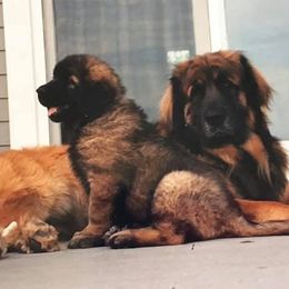 Leonbergers from Mountain Pride Leonbergers