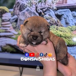 TOMO - Red male Shiba Inu puppy in Minnesota from BonsaiShibas