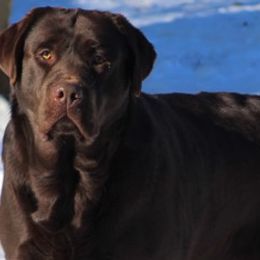 Zion  - Labrador Retriever