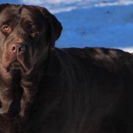 Zion  - Labrador Retriever
