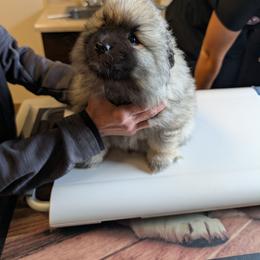 ORANGE GIRL - Black and silver female Keeshond puppy in Fayetteville, Tennessee from Erbekees-Keeshonden