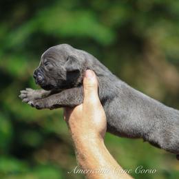 Rook - Gray male Cane Corso puppy in Cable, Ohio from Americana Cane Corso
