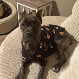 Maggie (Ex: Artio) - Chestnut brindle female Cane Corso puppy in Houston, Texas from Zenith Cane Corso